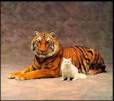 tigre20.jpg